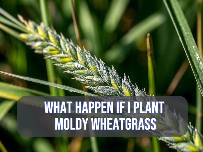 Image showcasing a moldy wheatgrass and text "What happen if I plant moldy wheatgrass