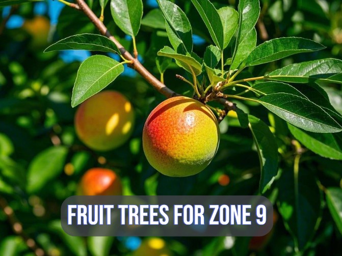 an image shows fruit trees and text "fruit trees for zone 9"