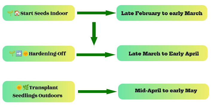 an infograph image showcasing the the timing for transplanting lemongrass