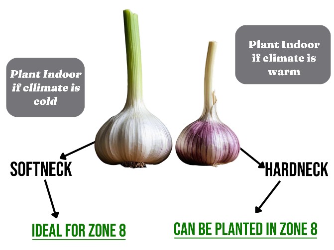 softneck vs hardneck garlic for zone 8