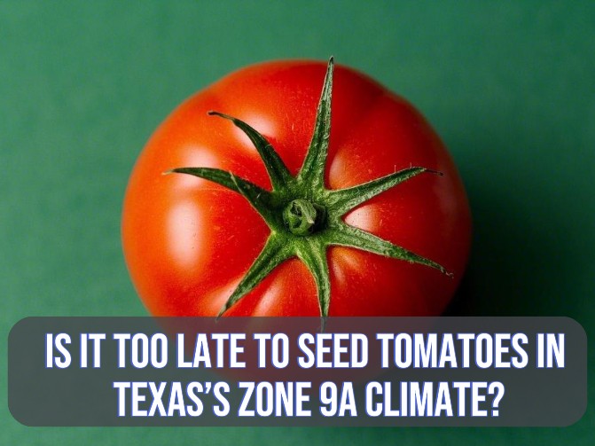 a tomato with text "Is It Too Late to Seed Tomatoes in Texas’s Zone 9a Climate?"