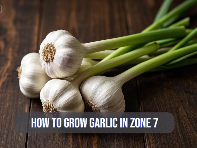 image showcasing garlic on the table and text how to grow garlic in zone 7