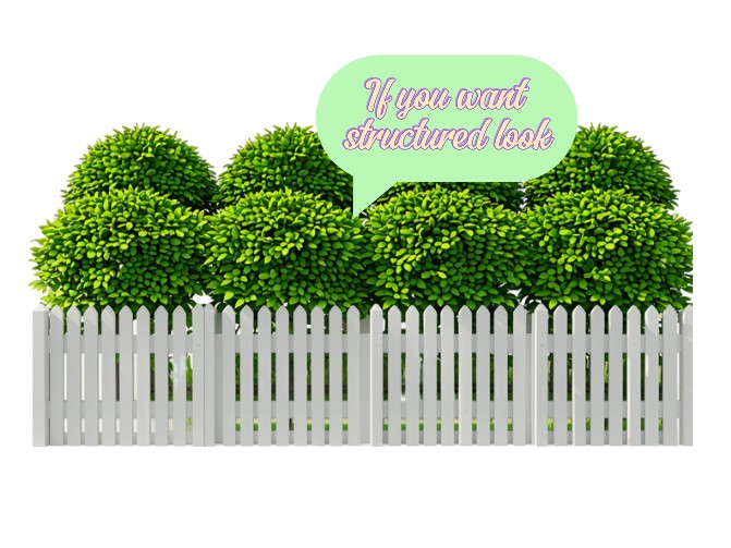 trees shrubs along vinyl fence 