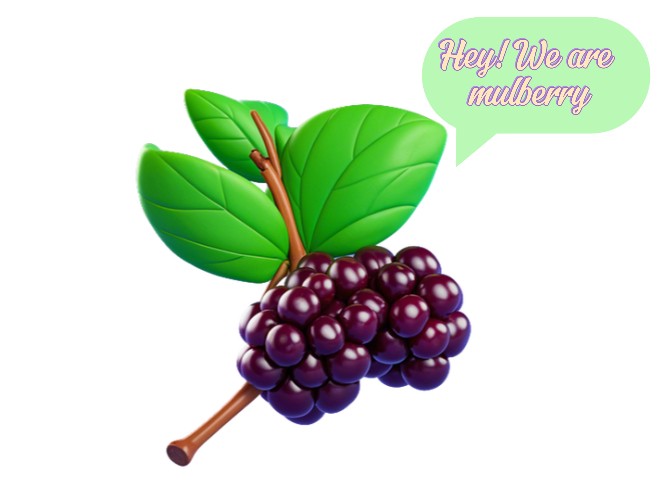 Mulberry fruit for zone 9