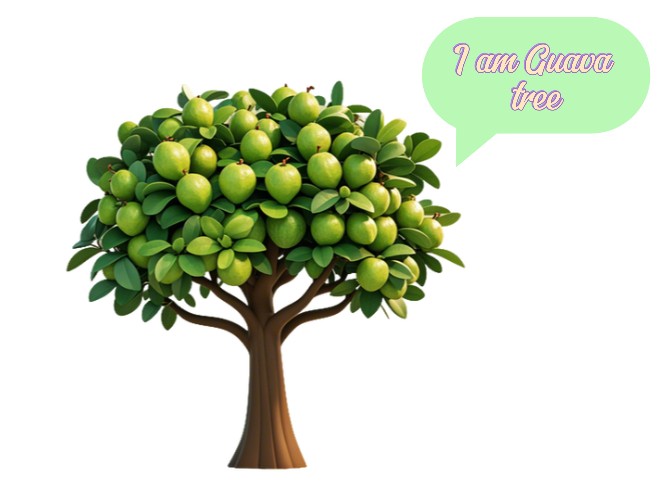 qImage of Guava tree 