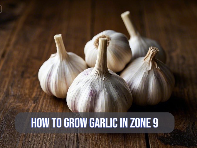 garlic placing on the table and image showcasing text how to grow garlic in zone 9