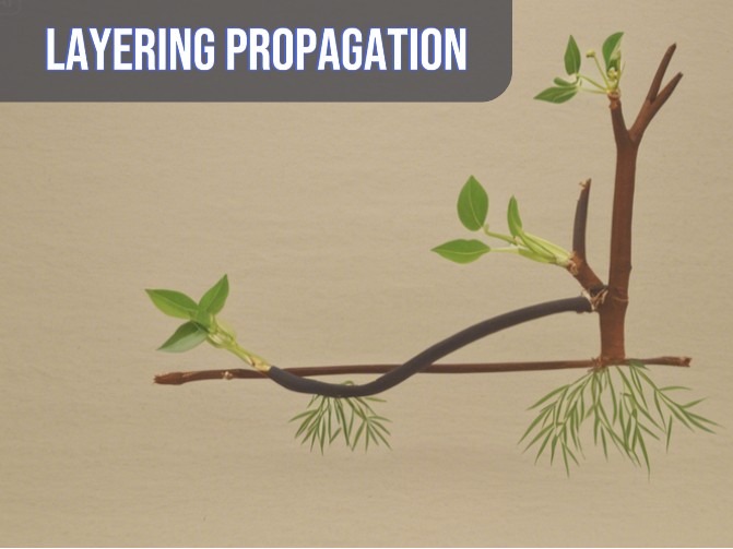 an image showcasing layering process in plant: Layering propagation