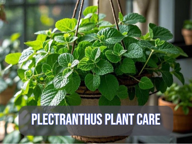 Plectranthus plant care