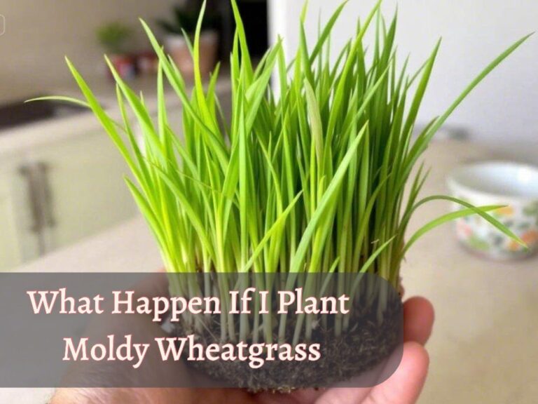 Image showcasing a moldy wheatgrass and text "What happen if I plant moldy wheatgrass