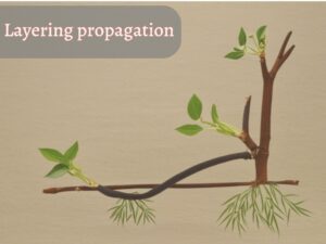 Layering Propagation