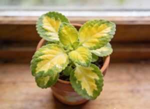 Plectranthus Lemon Lime in the pot near the window