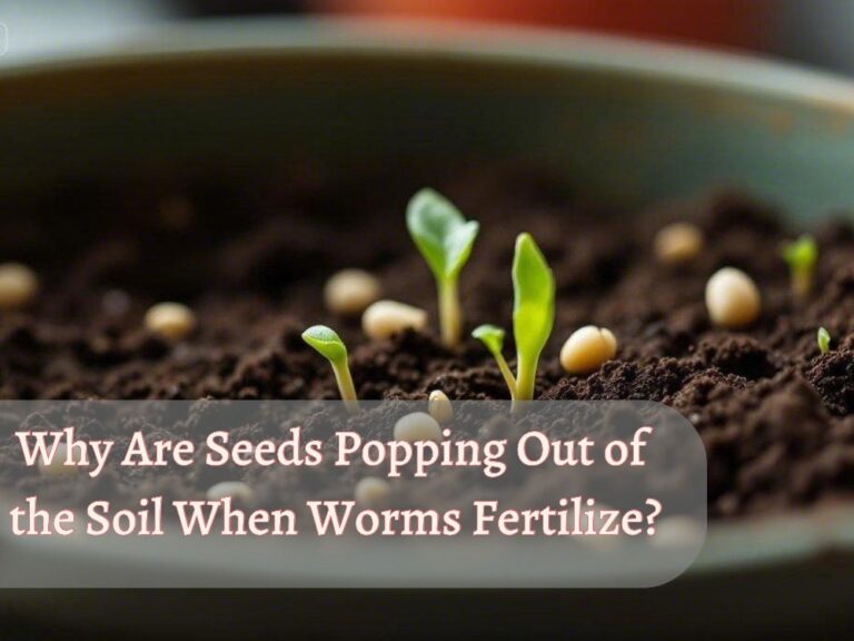 an image in which seeds are germinating with text "Why seeds are popping out o the soil when worms fertilize"