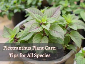 Plectranthus plant care