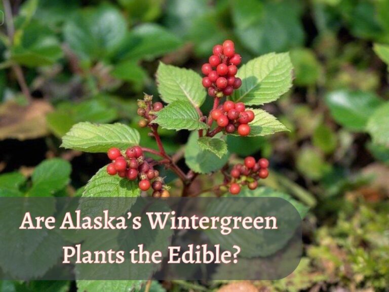 Are Alaska's Wintergreen Plants the Next Edible Wonder?