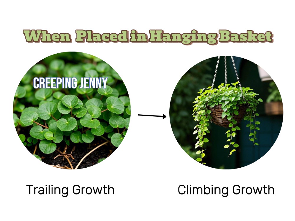 Trailing to Climbing growth of Creeping Jenny
