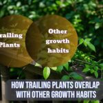 an informational image showcasing overlap between trailing plants and other growth habits of plants