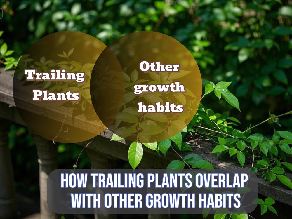 an informational image showcasing overlap between trailing plants and other growth habits of plants