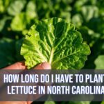 A person hand holding lettuce leaf and image shoowcasing text "How Long Do I Have to Plant Lettuce in North Carolina"