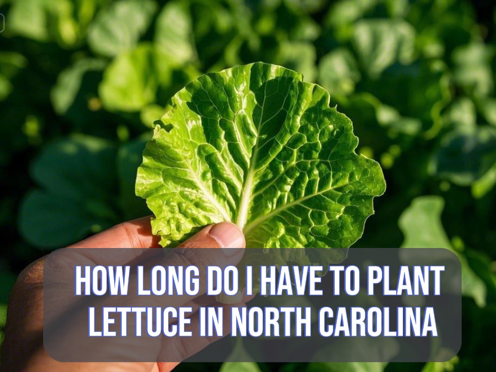 A person hand holding lettuce leaf and image shoowcasing text "How Long Do I Have to Plant Lettuce in North Carolina"