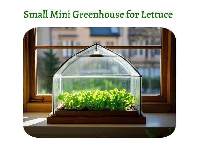 Mini greenhouse with a ventilation window and lettuce growing inside Mini greenhouse with a ventilation window and lettuce growing inside