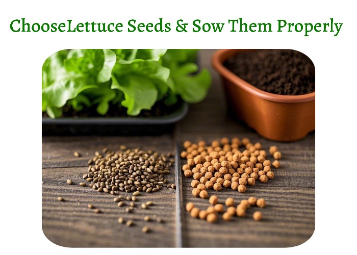 ChooseLettuce Seeds & Sow Them Properly "Comparison of natural lettuce seeds and pelleted lettuce seeds side by side."