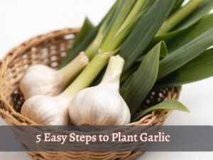 an image with text "5 easy steps to plant garlic" and garlic in the basket with white background
