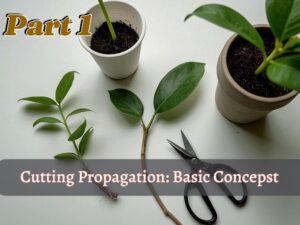 cutting propagation part 1 basic concepts