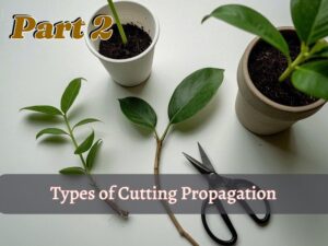 Types of cutting propagation part 2