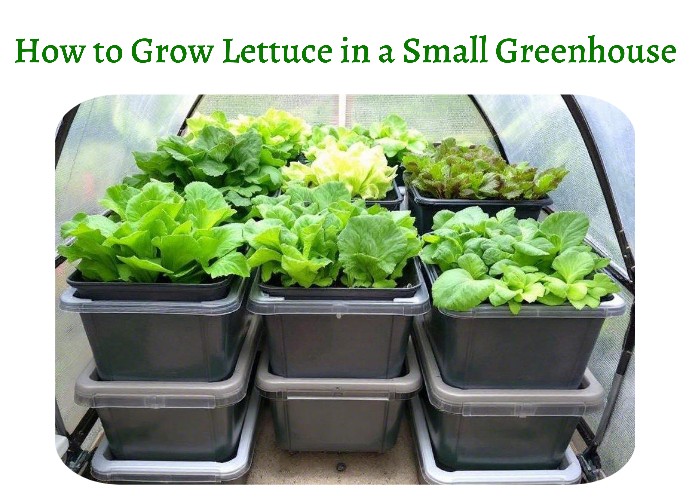 How to Grow Lettuce in a Small Greenhouse (1) Small greenhouse setup with containers growing different lettuce varieties