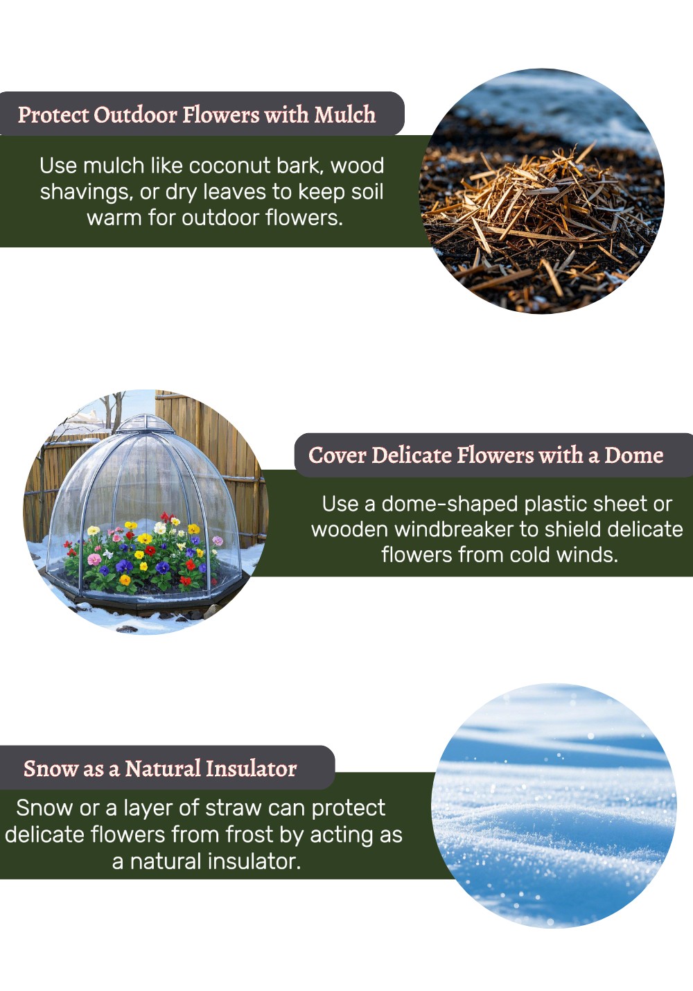 How to Protect Flower Garden from Winter An image shows tips to protect flowers during winter