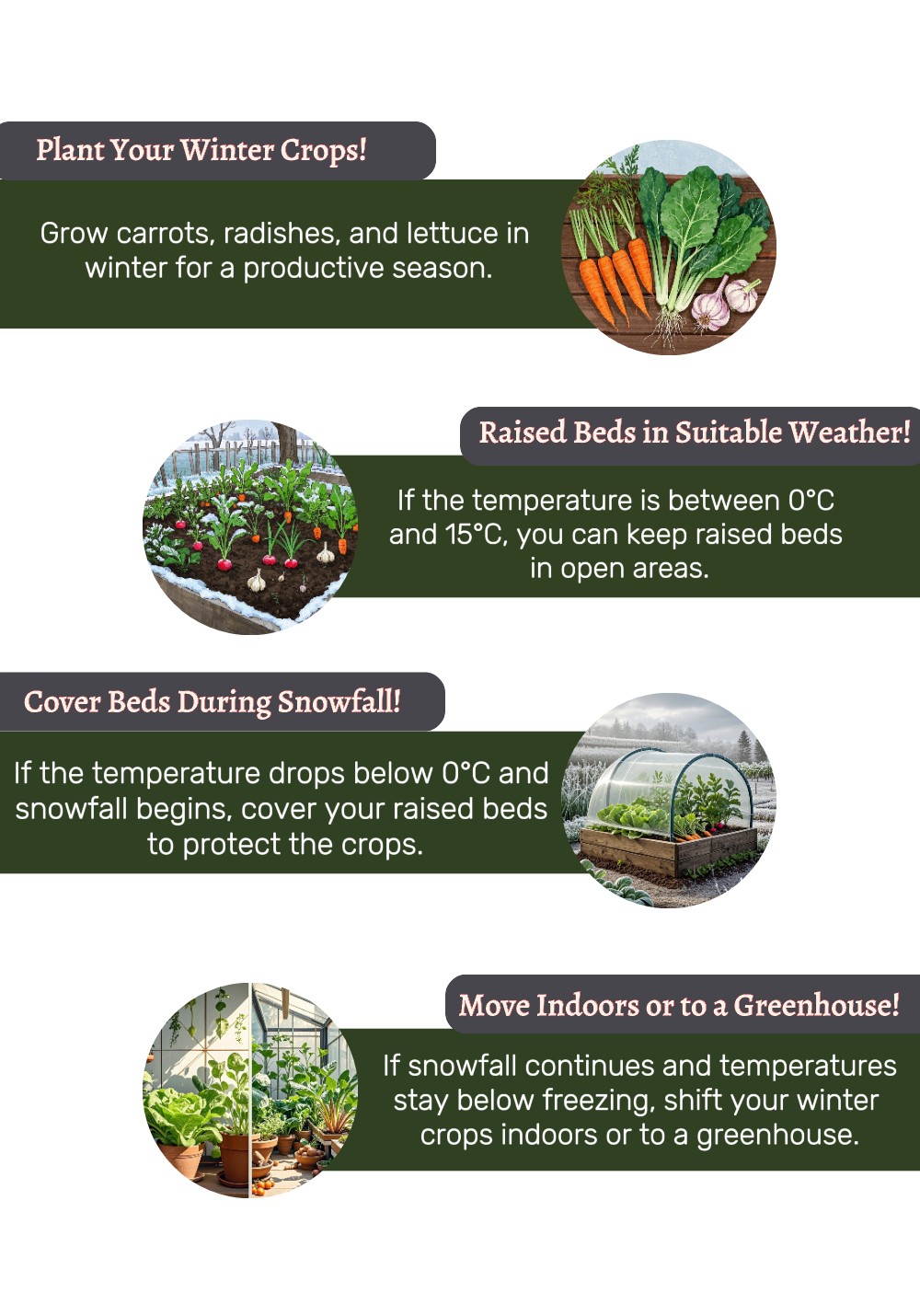Plant Your Winter Crops! An image showcasing the fourth step in how to prepare garden for winter "Plant winter crops"