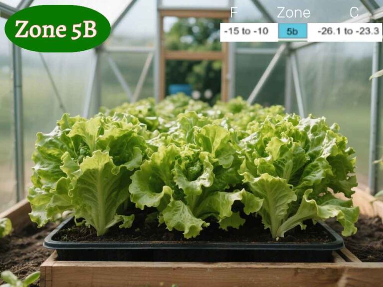 lettuce in greenhouse in zone 5b