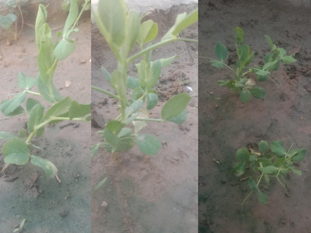 Growth of peas in the late spring 