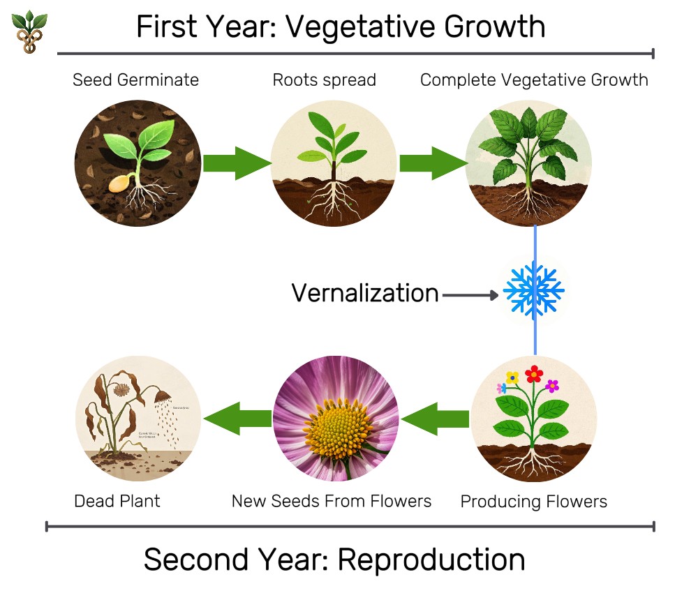 Lifecycle of Biennials Plant (2) an image shows growth lifecycle of biennial plant