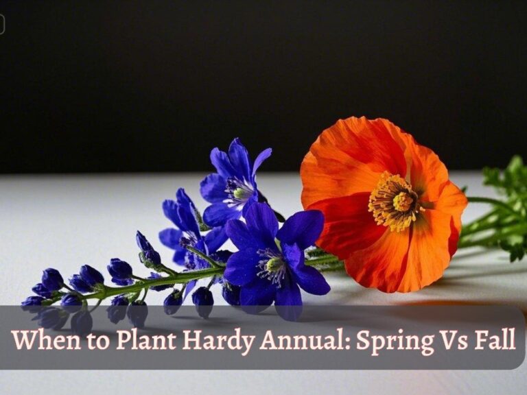 When to plant hardy annuals