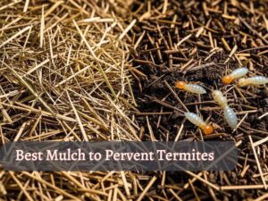 pine straw vs other mulch for termites, all best mulch detail to prevent termites