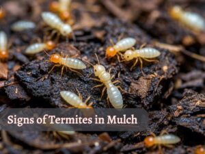 , the image with background of termites on mulch and text "signs of termites in mulch"