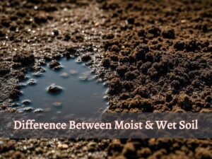 Difference Between Moist & Wet Soil