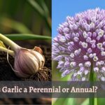 two side image showcasing a text "is garlic perennial or annual"