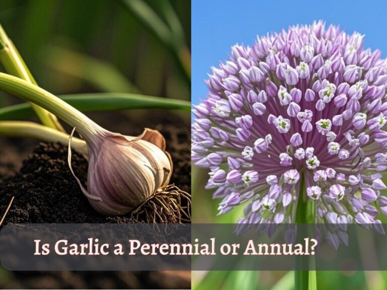 two side image showcasing a text "is garlic perennial or annual"