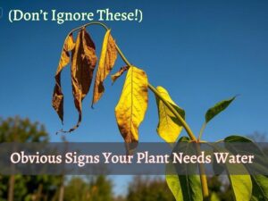 a weak plant image with text "Obvious Signs Your Plant Needs Water"