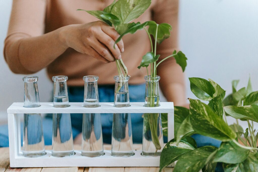 Plants for cutting propagation Crop anonymous female planting sprout in transparent glass bottle with water at home