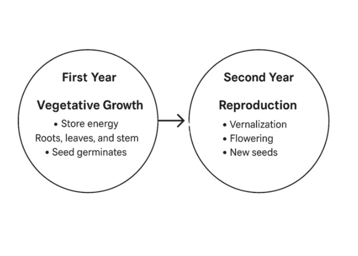Lifecycle of Biennials Plant an image with 2 circles; vegetative and Reproduction