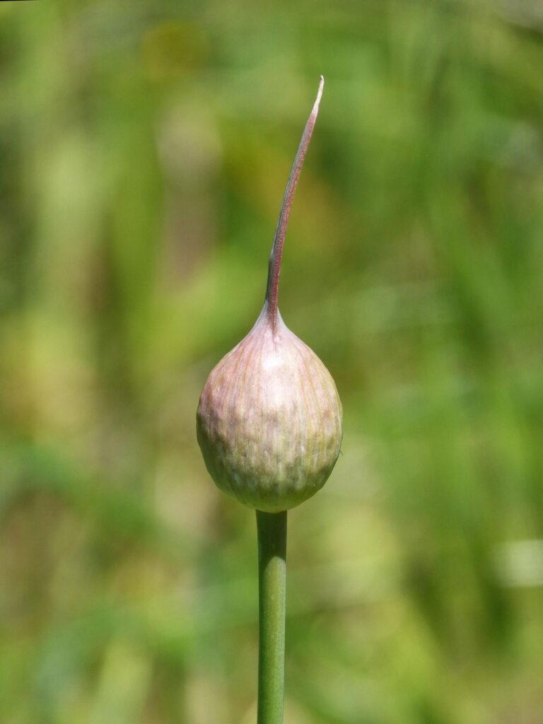 Hard-neck garlic scape Scape of hard-neck garlic becoming flower