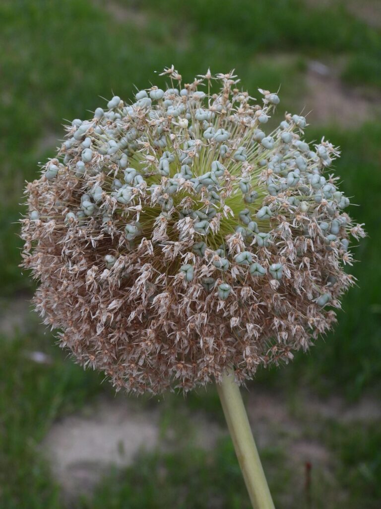 Garlic Flower Garlic flower sprouting