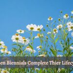 an image showcasing text "When biennials complete their lifecycle" with flowering bckground