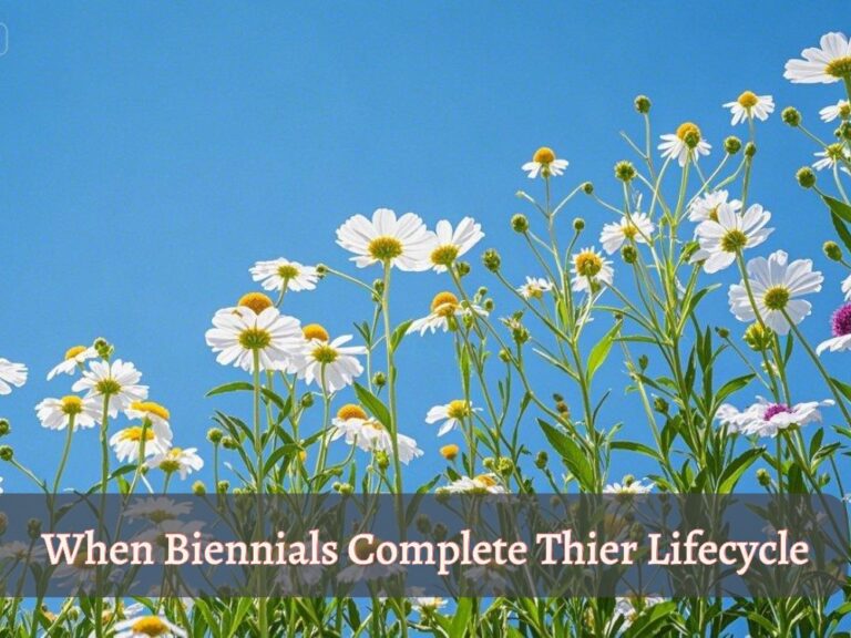 an image showcasing text "When biennials complete their lifecycle" with flowering bckground