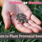 seeds of lavender perennials placing on the person's hand, image text is "When to plant perennials seeds: Indoor or outdoor?"