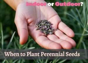 seeds of lavender perennials placing on the person's hand, image text is "When to plant perennials seeds: Indoor or outdoor?"