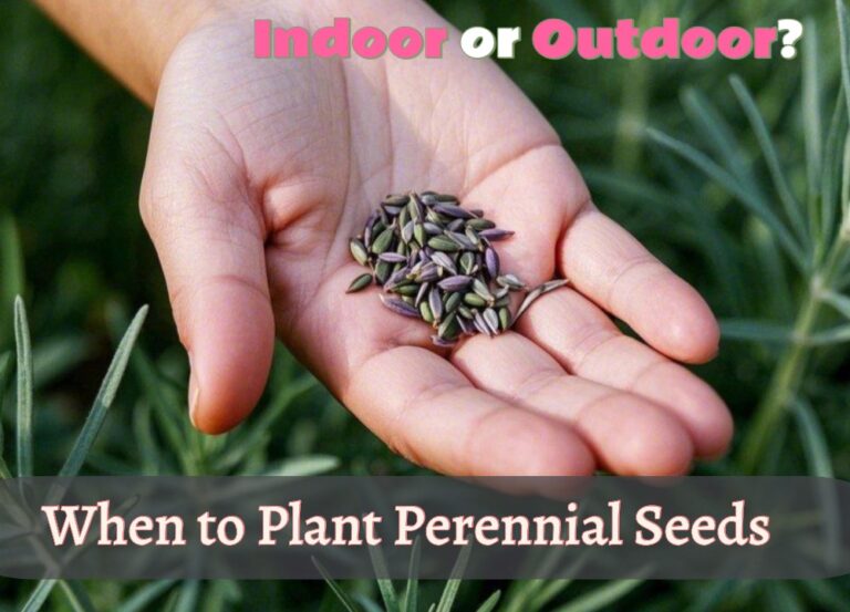 seeds of lavender perennials placing on the person's hand, image text is "When to plant perennials seeds: Indoor or outdoor?"